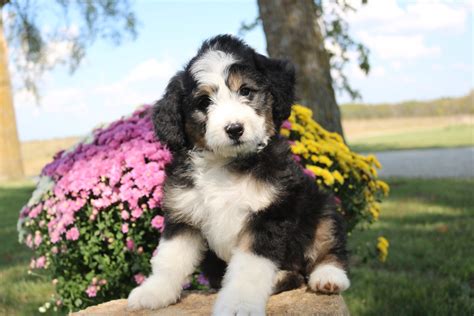 Bernedoodle adoption - We, at Oak Knoll Doodles, pride ourselves in breeding the best Mini Bernedoodles for sale in Southern California. Great looks, genetically clear parents and exceptional temperaments are our top priority. www.oakknolldoodles.com 760-505-9309